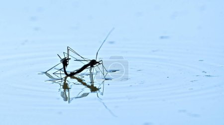 Minimalistic photo of insect having sex on the surface of the pond. Tipula maxima aka Crane fly.