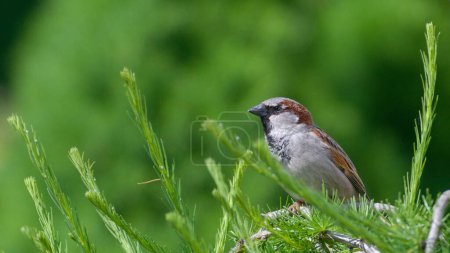 Passer domesticus aka house sparrow perched on the tree. Common bird in Czech republic.