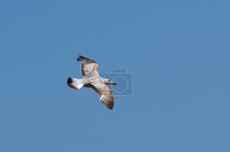 Larus cachinnans aka Kaspische Möwe fliegt über den Teich. Vereinzelt auf blauem Himmel.