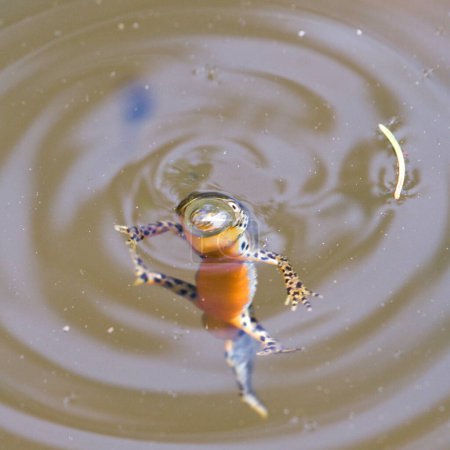 Lissotriton montandoni alias Triturus montandoni alias Carpathian Newt. L'amphibien endémique nage dans l'étang. Nature de la République tchèque.
