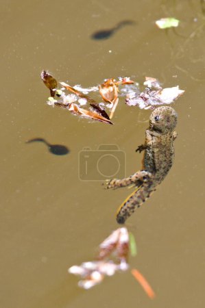 Lissotriton montandoni aka Triturus montandoni aka Carpathian Newt. Endemic amphibian is swimming in the pond. Nature of Czech republic.