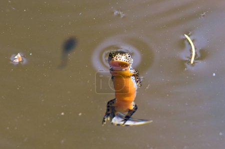Lissotriton montandoni aka Triturus montandoni aka Karpatenmolch. Endemische Amphibien schwimmen im Teich. Natur der Tschechischen Republik.
