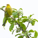 Emberiza citrinella aka yellowhammer. Lovely yellow bird is sitting on the top of the tree in sunny springtime day. Czech republic nature. Singing with open beak. Isolated on white.