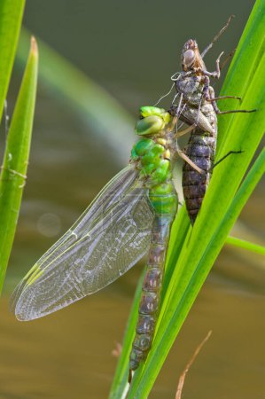 Libélula Aeshna mixta aka Migrante Hawker libélula está emergiendo de una ninfa en un estanque de jardín.