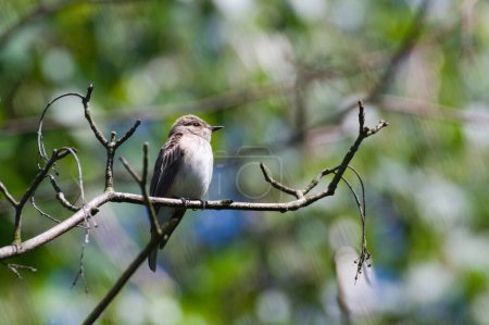 Muscicapa striata aka Spotted flycatcher perched on the branch in his habitat. Common bird of Czech republic nature.