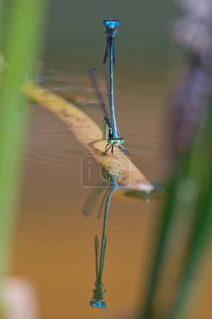 Coenagrion puella aka azure damselfly mating on the dry leaf above the pond. Lovely colorful damselflies in Czech republic nature. Male and female.