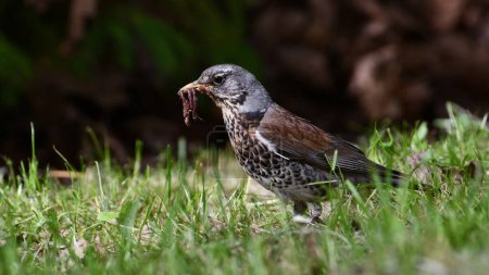 Vogel Turdus pilaris alias Feldhase sucht im Gras nach Nahrung. Schnabel voller Würmer.