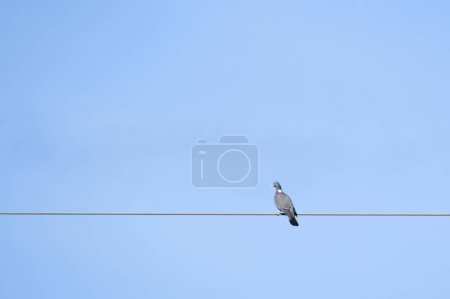 Columba palumbus aka Common Wood Pigeon perched on electric wire. Minimalistic photo. Isolated on blue sky background.