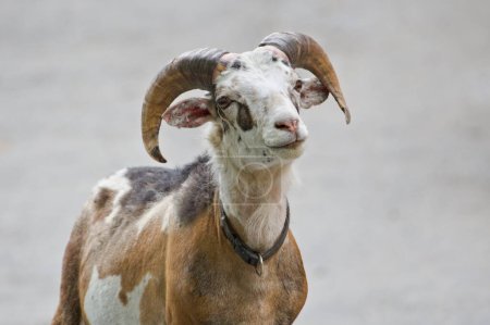Funny close-up horned goat portrait. Isolated on blurred background.