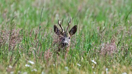 Capreolus capreolus aka ciervo europeo está escondido en la hierba y mirando al fotógrafo. Mañana de primavera, naturaleza de la República Checa.