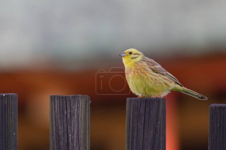 Emberiza citrinella aka Yellowhammer perched on the fencing in residential area. Springtime evening.