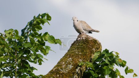 Streptopelia decaocto aka Eurasian Collared Dove perched on the tree in residential area. Isolated on sky background.