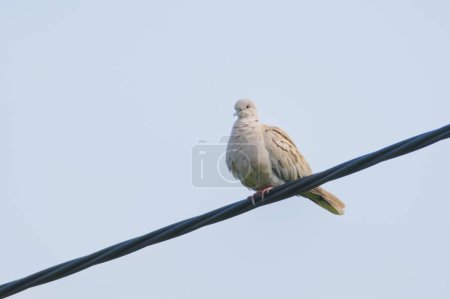 Streptopelia decaocto aka Eurasian Collared Dove perched on the electric wire. Isolated on sky background.