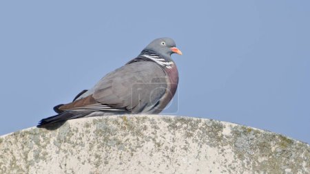 Téléchargez les photos : Oiseau commun Columba palumbus alias Pigeon des bois commun. Perché sur le lampadaire. - en image libre de droit