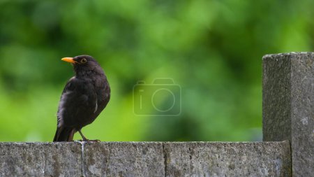 Turdus merula aka Eurasian or Common blackbird male close-up portrait. Common bird in Czech republic. Copy space for placement of text.