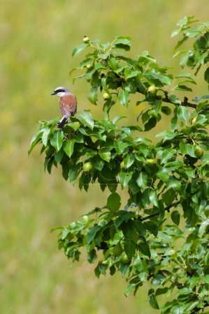 Lanius collurio aka Red-backed Shrike perched on the pear tree. 