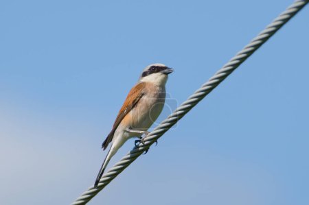 Lanius collurio aka Red-backed Shrike perched on electric wire. Isolated on blue background. 