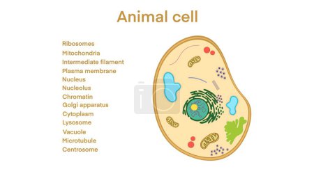 anatomía celular animal, célula animal biológica con sección transversal de orgánulos, célula animal con anotaciones de texto colocadas a todos los orgánulos, estructura celular animal. Material educativo