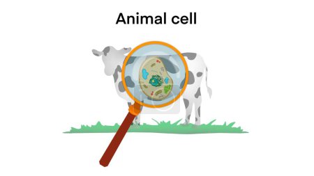 Foto de Anatomía celular animal, célula animal biológica con sección transversal de orgánulos, estructura celular animal. Material educativo, Anatomía de células animales, Células básicas en animales, Biología para la escuela, ADN y rna - Imagen libre de derechos