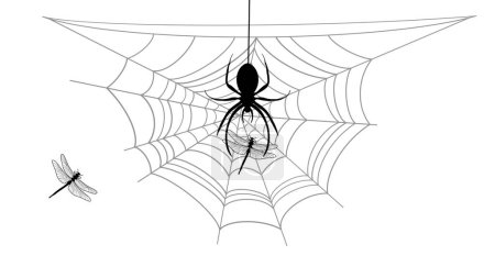 araña correas insecto, araña colgando de la tela, trampas y come insectos, araña girando una tela drapeado alrededor de la presa, araña comer presa en la tela