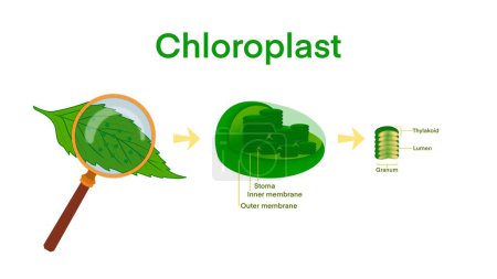 Infografía de la fotosíntesis del cloroplasto Elementos, organelos del cloroplasto, estructura dentro de las células de las plantas, sección transversal de un cloroplasto de la célula de la planta, organelle que conduce la fotosíntesis