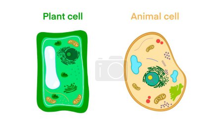 Estructura de células vegetales y animales, La estructura de una célula vegetal y una célula animal, Comparación de células animales y vegetales, diagrama simple mejor para la educación, el aprendizaje escolar, la biología Educación