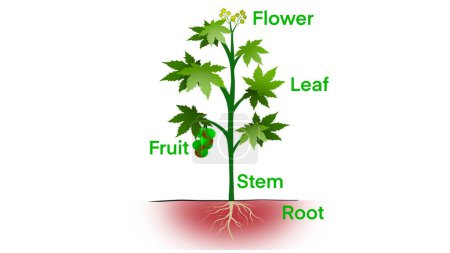 Partes de la planta, Morfología de la planta con hojas verdes, frutos, flores y sistema de raíces, Anatomía de la planta con estructura y vista lateral interna partes esquema diagrama. Escuela de educación