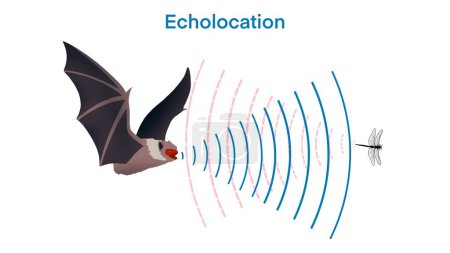 ecolocalización en murciélago, el murciélago caza a su presa haciendo sonidos agudos y escuchando ecos, ecolocación en murciélago, eco. Fuente de audio del altavoz golpeando un obstáculo, presa, regresar, Bio sona