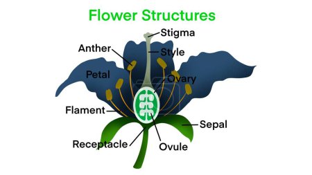 Blütenstrukturen, Biologie, Blütenpflanze Fortpflanzung, Blüten enthalten männliche Geschlechtsorgane, Staubgefäße genannt, Pflanzenvermehrung ist die Produktion neuer Nachkommen in Pflanzen