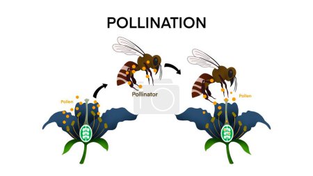 Pollination, Diagram showing pollination with flower and bee, process of cross pollination using an animal of pollinator, Pollination as plant reproduction and vegetation process in wildlife, biology 