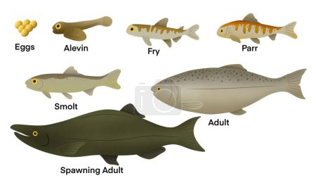  Lebenszyklus eines Lachses, Lachse haben eine durchschnittliche Lebensdauer von 7 Jahren, Lachse umfassen sechs Stadien, Ei, Alevin, Brut, Parr, Smolt und ausgewachsene Lachse, Lebenszyklus des Atlantischen Lachses. Phasen der Lachsfische