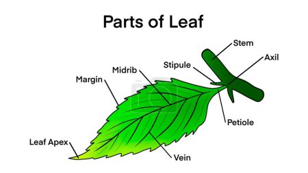 Basic leaf parts, external structure infographics, Leaf anatomy, Structure of a leaf, educational school