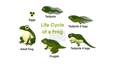 Der Lebenszyklus eines Frosches, Frosch Lebenszyklus Set, Frosch Lebenszyklus Metamorphose, Stadien Entwicklung und Wachstum der Kröte, Wassertiere Transformationsphasen, lustige Amphibien Altersänderungen, Erwachsenwerden