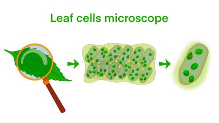 Leaf cells microscope magnification, plant leaf microscopic structure, Water plant leaf cells with chloroplasts, chlorophyll or chloroplast biotech, biological sun panels for electricity production 