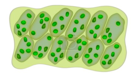 Ampliación del microscopio de células foliares, estructura microscópica de hojas vegetales, células foliares de plantas acuáticas con cloroplastos, clorofila o biotecnología de cloroplastos, paneles solares biológicos para la producción de electricidad 