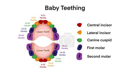 Première dent chez un enfant, dents de bébé avec éruption dentaire primaire et diagramme de contour de temps d'excrétion, schéma éducatif avec bouche ouverte et incisive dentaire, canine et molaire, dents de bébé poussent