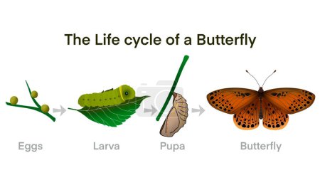 Ciclo de vida de la mariposa, Metamorfosis de insectos de oruga de dibujos animados, huevos, larva, pupa, diagrama del ciclo de vida de la mariposa, ciclo de vida de una mariposa de un huevo a una hermosa mariposa, biología educativa