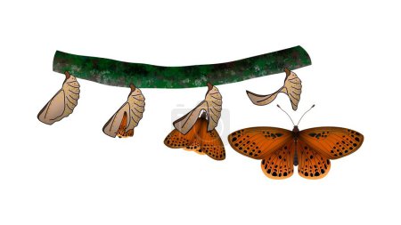 Ciclo de vida de mariposa de ala común, metamorfosis de oruga a crisálida, Ciclo de vida de mariposa, Metamorfosis de insectos de oruga de dibujos animados, huevos, larva, pupa, Ciclo de vida de mariposa, animales