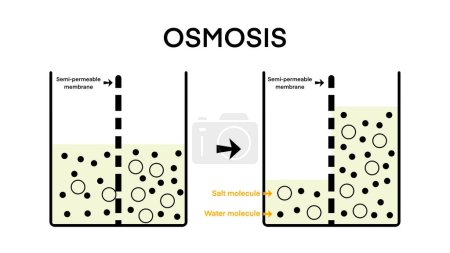 Osmose, Lösungsmittel, das durch die halbdurchlässige Membran vom weniger konzentrierten Teil zum konzentrierteren Teil fließt, Osmose-Strömungsrichtung Physik naturwissenschaftlicher Unterricht, Lösungsmittel-Lösungslösung
