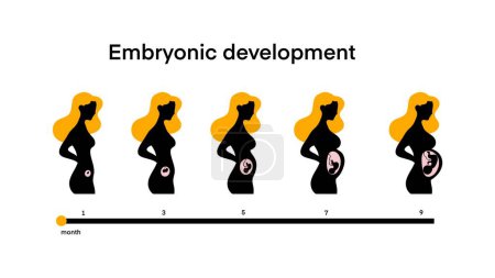 Téléchargez les photos : Femme enceinte, fœtus dans l'utérus, ventre de femme enceinte à l'intérieur, maternité, développement embryonnaire, cycle fœtal de 1 à 9 mois jusqu'à la naissance, stades de croissance prénatale fœtus en bonne santé - en image libre de droit