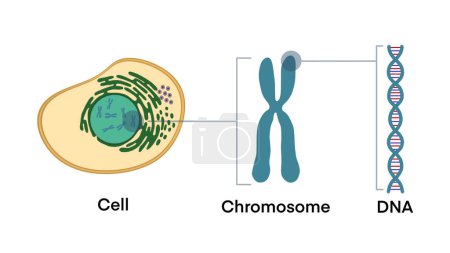 Foto de Del gen al ADN y al cromosoma en la estructura celular, secuencia del genoma, célula, cromosoma, ADN y gen, estructura de la célula, adenina al gen, ADN y cromosoma, molécula de ADN - Imagen libre de derechos