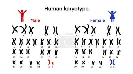 Normales menschliches Karyotyp-Chromosom, Menschlicher Karyotyp und Chromosomenstruktur, Geschlechtschromosomenstruktur, Männlich und Weiblich, Biologische Studie, Autosom und Geschlechtschromosom, Männer und Frauen