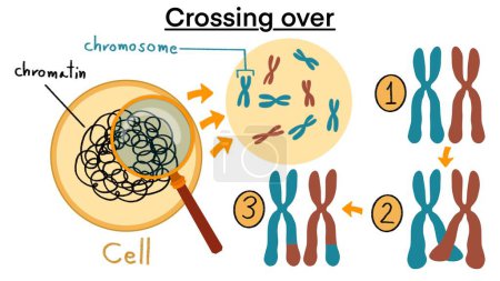 Chromosomal crossover, Crossing over chromosomes and homologous division process outline diagram, Labeled educational gene reproduction and replication to recombinant stage, Crossover mitosis cycle