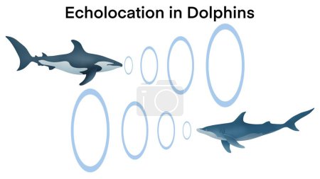 Téléchargez les photos : Écholocalisation chez les dauphins, les dauphins chassent leurs proies en faisant des sons aigus et en écoutant des échos, des sonars émettant des dauphins, des signaux d'écholocalisation. Cétacé envoie des signaux sonar ondes sonores - en image libre de droit