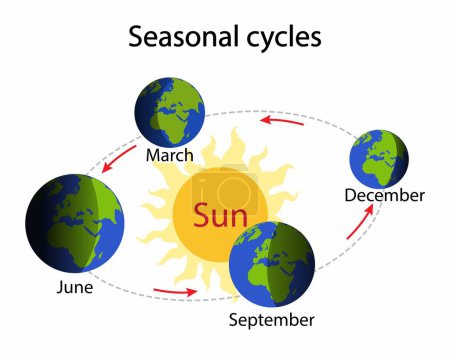 Téléchargez les illustrations : Illustration de l'astronomie et de la physique, Cycles saisonniers, La Terre tourne autour du soleil, les saisons sont le résultat de l'orbite de la Terre, La Terre tourne autour du soleil tous les 365,25 jours - en licence libre de droit