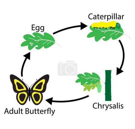Illustration for Illustration of biology, The life cycle of a butterfly goes through four stages: egg, larva (caterpillar), pupa (chrysalis), and adult, Butterflies and moths undergo a complete metamorphosis - Royalty Free Image