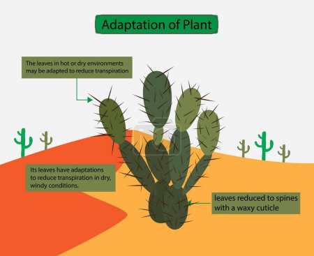 illustration of biology, Adaptation of plant, Cactus has no leaves to reduce water release, spines help them to reduce water loss, Transpiration