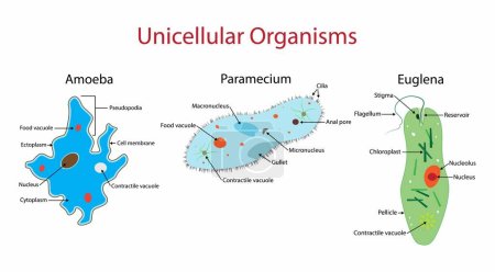 Illustration for Illustration of biology, Unicellular organisms are living organisms that are composed of a single cell, Anatomy of Amoeba, Paramecium and Euglena, Molecular evolution - Royalty Free Image