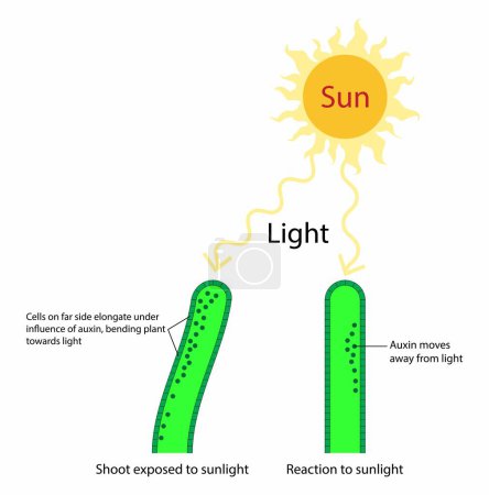 Illustration for Illustration of biology, phototropism, Shoot exposed to sunlight and Reaction to sunlight, Auxin moves away from light, Cells on far side elongate under influence of auxin, bending plant towards light - Royalty Free Image