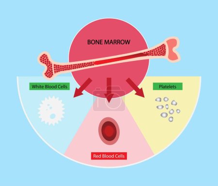 Illustration for Illustration of biology and medical, Bone marrow is a spongy substance found in the center of the bones, Bone marrow produces white blood cells red blood cells and platelets, Anatomy of the bone - Royalty Free Image